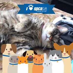 Meet your Posher, Diana